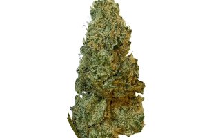 Social Choice 18/1 MCP GMO